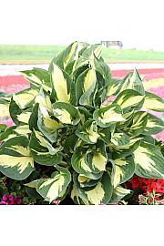 Hosta Colored Hulk fi 11