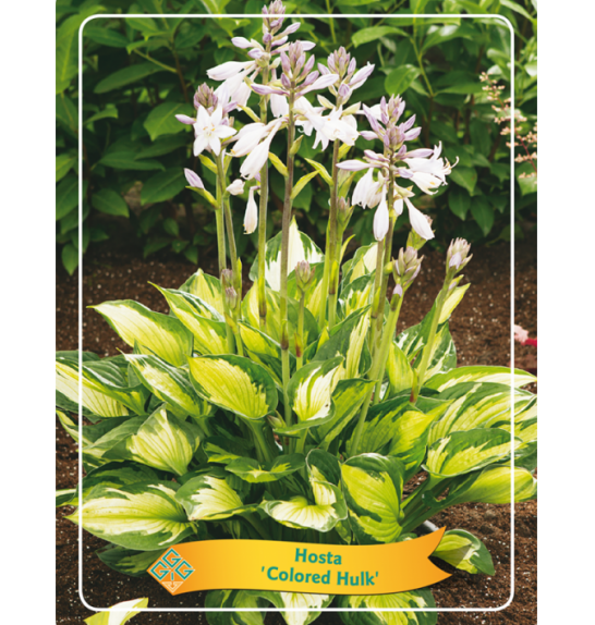 Hosta Colored Hulk fi 11