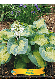 Hosta Color Glory Ø11