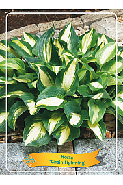 Hosta Chain Lightning Ø11