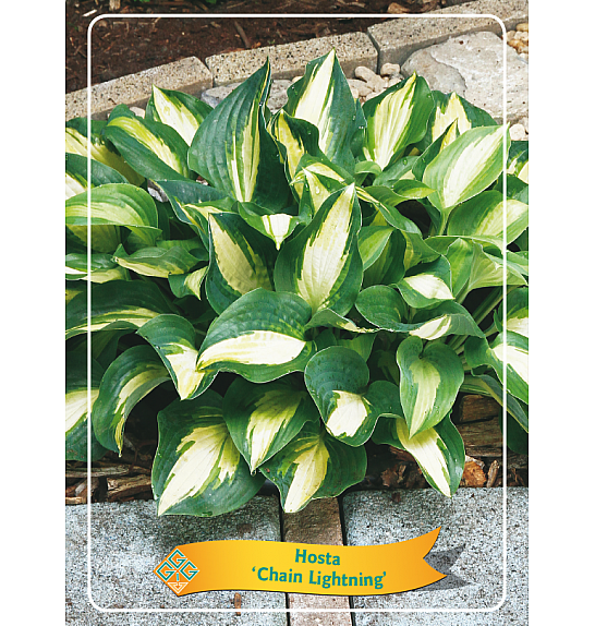 Hosta Chain Lightning Ø11