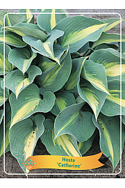 Hosta Catherine Ø11