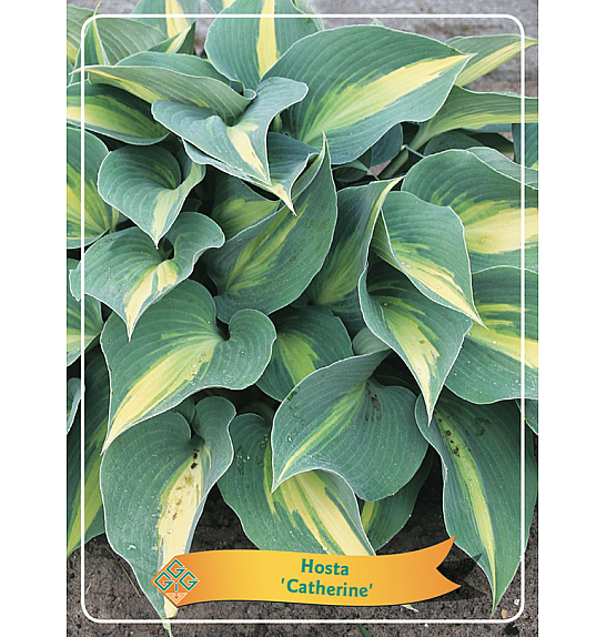 Hosta Catherine Ø11