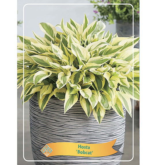Hosta Bobcat Ø11