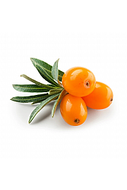 Hippophae rhamnoides Leikora C2 Lit. 30-40 cm