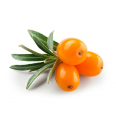 Hippophae rhamnoides Leikora C2 Lit. 40-60 cm