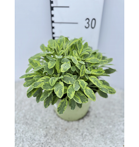 Salvia icterina Ø19