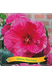 Hibiscus Plum Crazy C5 Lit.