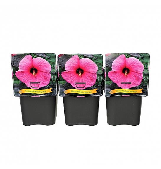 Hibiscus moscheutos Royal Gem C5 Lit.