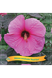 Hibiscus moscheutos Royal Gem C5 Lit.