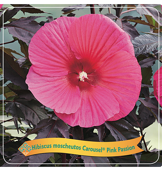 TRAJNICE GRIF Hibiscus moscheutos Caroussel ® Pink Passion