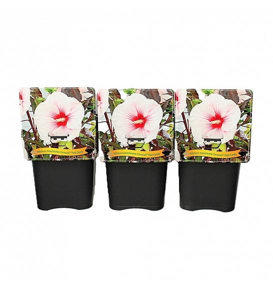 Hibiscus moscheutos Caroussel ® Pink Candy C5 Lit.