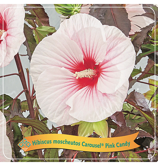 Hibiscus moscheutos Caroussel ® Pink Candy C5 Lit.