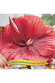 Hibiscus moscheutos Caroussel ® Geant Red C5 Lit.