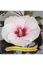 Hibiscus moscheutos Carousel ®Jolly Heart C5 Lit.