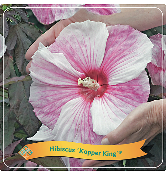 Hibiscus Kopper King ® C5 Lit.