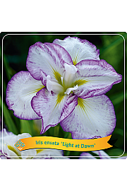 Iris ensata Light at Dawn C5 Lit.