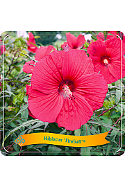 Hibiscus Fireball C5 Lit.
