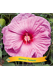Hibiscus Fantasia C5 Lit.