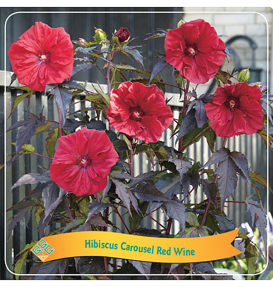 Hibiscus Carousel Red Wine C5 Lit.