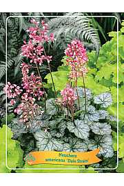Heuchera americana Dale Strain Ø11