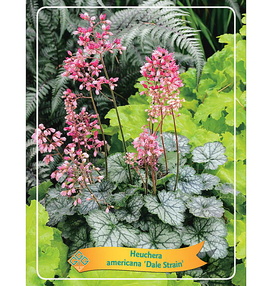 Heuchera americana Dale Strain Ø11