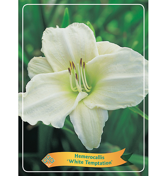 Hemerocallis White Temptation Ø11
