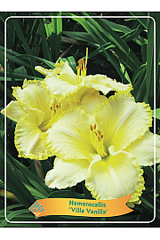 Hemerocallis Villa Vanilla Ø11
