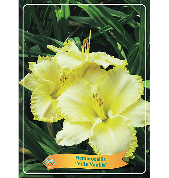 Hemerocallis Villa Vanilla Ø11