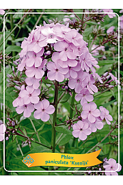 Phlox paniculata Ksenija Ø11