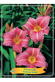 Hemerocallis Summer Wine Ø11