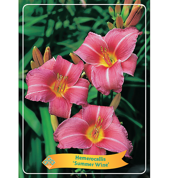 Hemerocallis Summer Wine Ø11