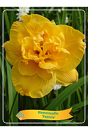 Hemerocallis Patricia Ø11