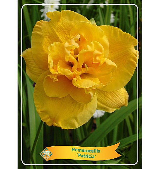 Hemerocallis Patricia Ø11
