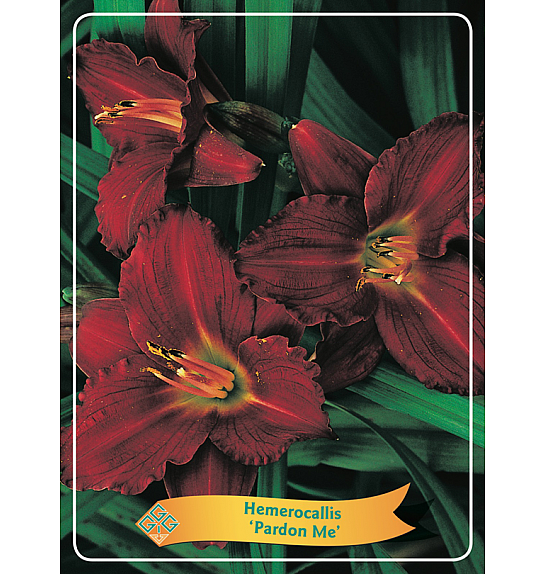 Hemerocallis Pardon me Ø11
