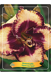 Hemerocallis Open my Eyes Ø11