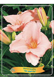 Hemerocallis On and On Ø11