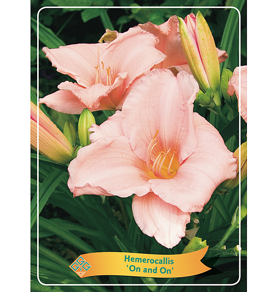 Hemerocallis On and On Ø11