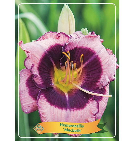 Hemerocallis Macbeth Ø11
