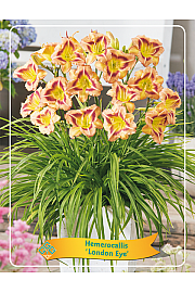 Hemerocallis London Eye Ø11