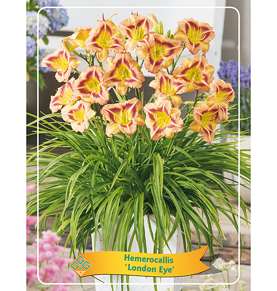 Hemerocallis London Eye Ø11