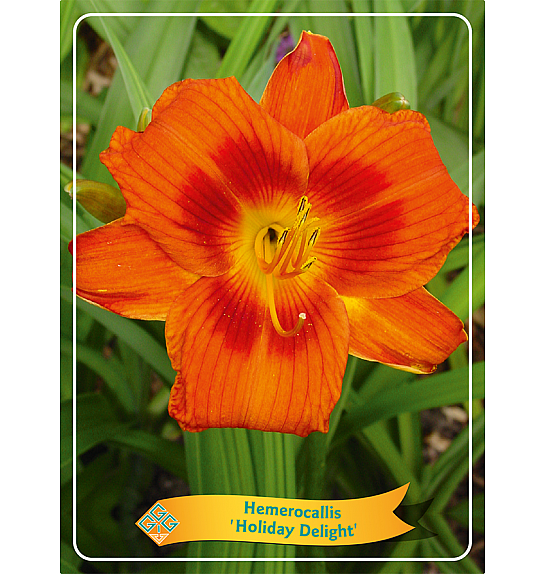 Hemerocallis Holiday Delight Ø11