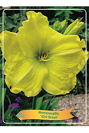 Hemerocallis Girl Scout Ø11
