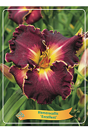 Hemerocallis Frans Hals Ø11