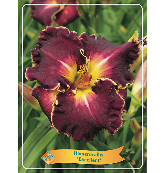 Hemerocallis Frans Hals Ø11
