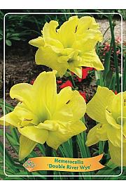 Hemerocallis Double River Wye Ø11
