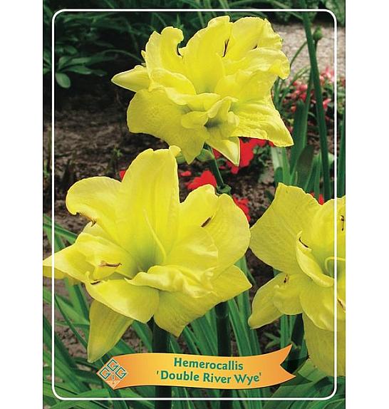 Hemerocallis Double River Wye Ø11