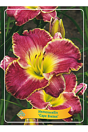 Hemerocallis Cape Breton Ø11