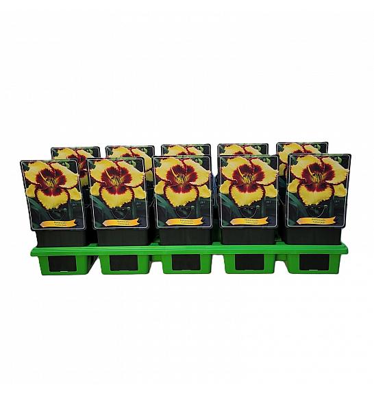 TRAJNICE GRIF Hemerocallis Calico Jack