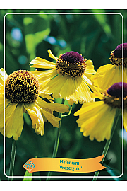 Helenium Wesergold Ø11